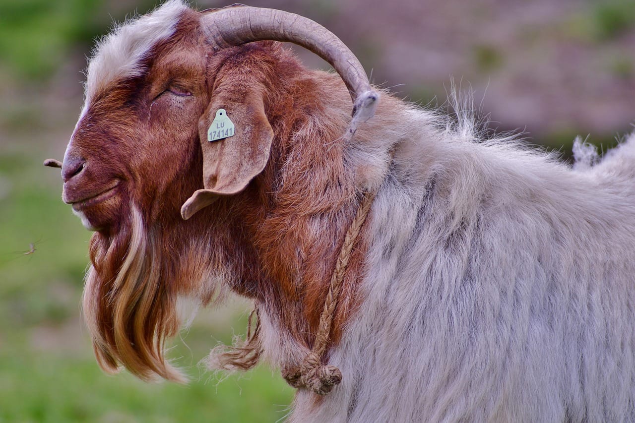 Mir Sultan Yemek ile Davetlerinizi Şenlendirin